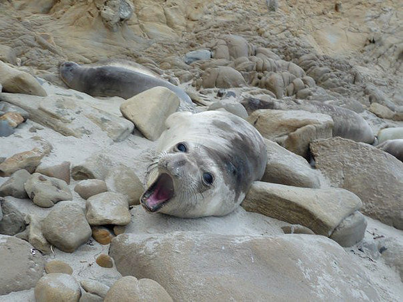 Elephant Seal, Santa Rosa Island, SB
