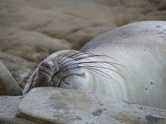 Elephant Seal, Santa Rosa Island, SB