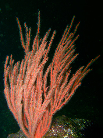 Sea Fan