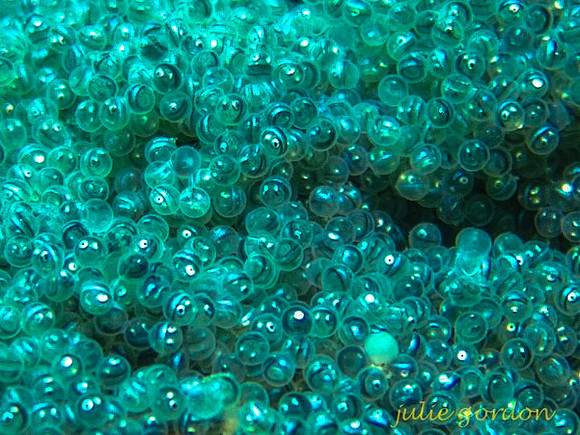 Lingcod Eggs, Santa Cruz Island