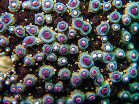 Sea Star, Macro