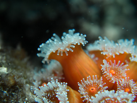 Anacapa Island