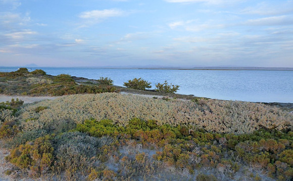 San Ignacio Lagoon, BC