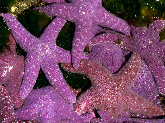 Vancouver Island, Strait of Georgia