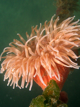 Vancouver Island, Strait of Georgia