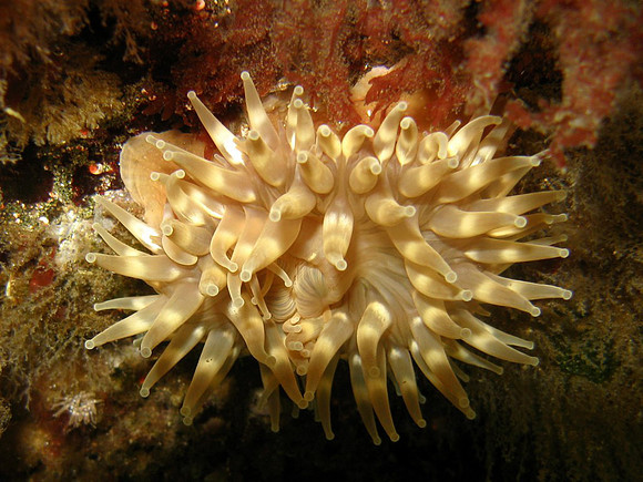 Vancouver Island, Strait of Georgia