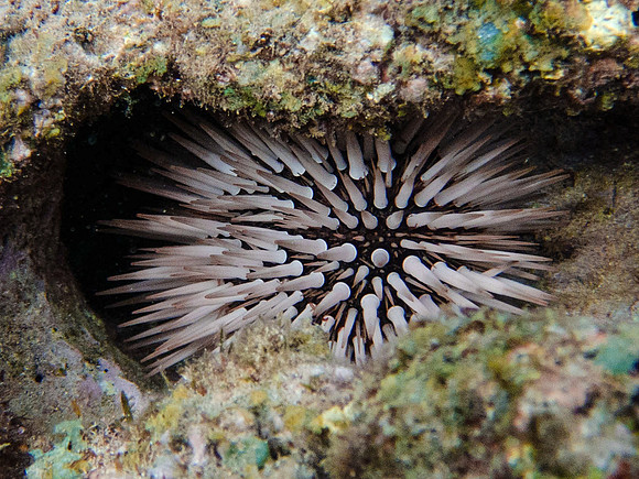 Sea UrchinTunnel Beach, Kauai