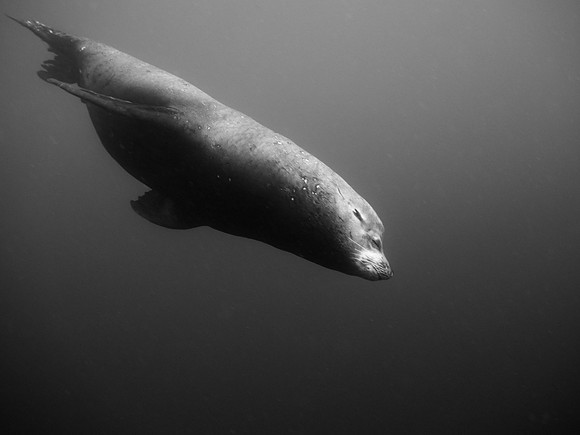 Bull Seal, Sea of Cortez