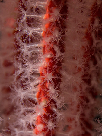 Sea Fan, macro